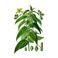 Крапивы (Urtica dioica L., Urtica urens L.), листа экстракт LE, пакет крафт с zip-lock, 100 г от производителя Травы Байкала купить оптом